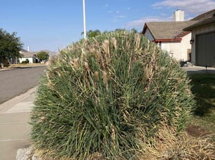 Bush Trimming by Hugo Lopez for Jose H. in Perris, CA