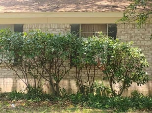 Bush Trimming by Dustin Rucker for Fern C. in North Richland Hills, TX