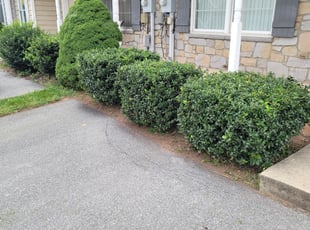 Bush Trimming by Philip Shoop for Shanell B. in York, PA