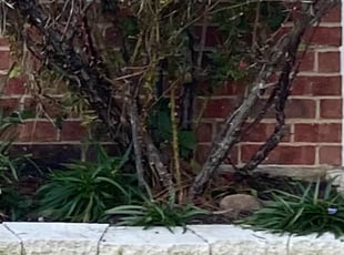 Weeding by Severa Rosie Lara for Sandy W. in Bedford, TX