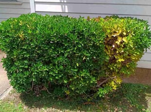 Bush Trimming by Philip Heinz for Joshua P. in Garland, TX