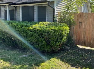 Bush Trimming by Maria Estrada Corona for Steve W. in Arlington, TX