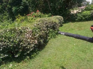 Bush Trimming by Carlin Howard for Davison H. in Ocala, FL