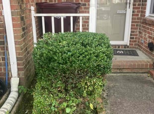 Bush Trimming by Joel Walton for Michael A. in Chesapeake, VA