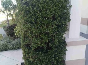 Bush Trimming by Leonardo Nogueras for Megan D. in Davenport, FL