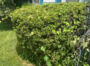 Bush Trimming by Dennis Joyner for Tanya L. in Hyattsville, MD