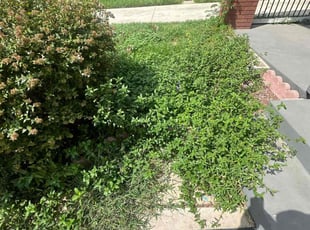 Weeding by Lacy Dixon for Carilu H. in San Antonio, TX