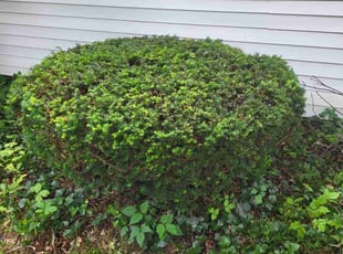 Bush Trimming by Beau Oliver for Eleanor W. in Youngstown, OH