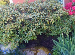 Bush Trimming by Robert Martin for Stacee S. in Everett, WA