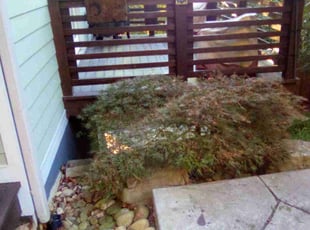 Cleanups by Dale Ponder for Tricia H. in Asheville, NC