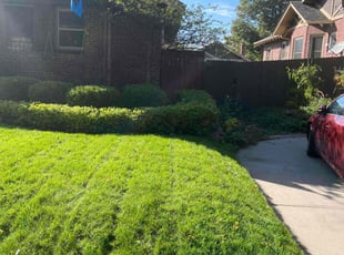 Bush Trimming by Aaron F for Louisa P. in Denver, CO
