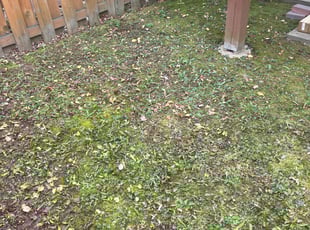 Leaf Removal by Donald Burrill for Tamara D. in Sterling, VA