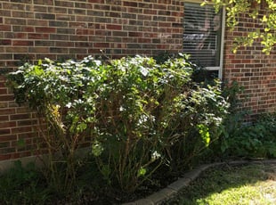 Bush Trimming by Noah Fiechtner for Srinivasa/Tulasi P. in Round Rock, TX