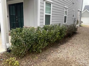 Bush Trimming by Daniel Burse for Amber L. in Atlanta, GA