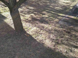 Leaf Removal by Dana Knickerbocker for Justin S. in Seattle, WA