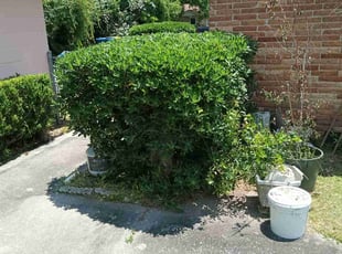 Bush Trimming by Makenly Stainles for Victor M. in Jacksonville, FL