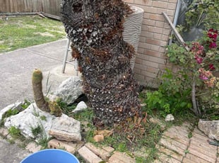 Bush Trimming by Yamil Castro for Frances S. in San Antonio, TX