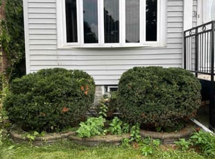 Bush Trimming by Felix Alejos for Fernanda G. in Chicago, IL