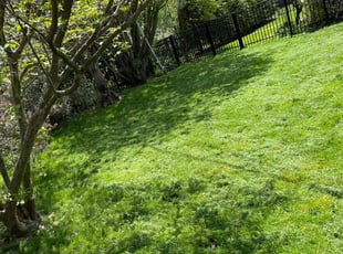 Anna S.'s Lawn Mowing Service service result