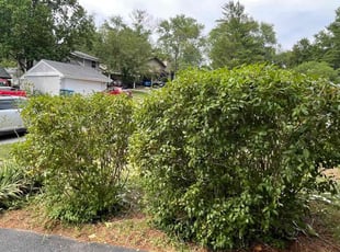 Bush Trimming by Bryan Scarborough for Julie B. in Ballwin, MO