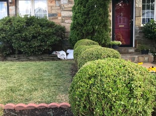 Bush Trimming by Kamonta Hackey for Michele M. in Alexandria, VA