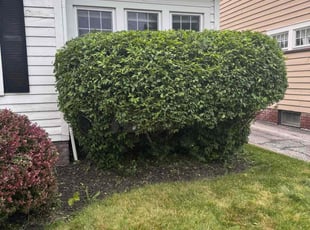 Bush Trimming by Derrick Donald for Kyle S. in Lakewood, OH