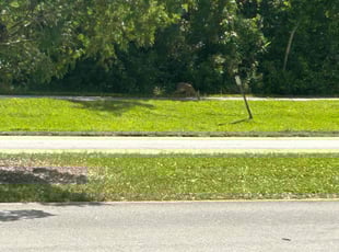 Landscaping by Shaun Waters for megan w. in st augustine, fl