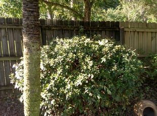 Bush Trimming by Bryan Kyzar for Joseph W. in Baton Rouge, LA