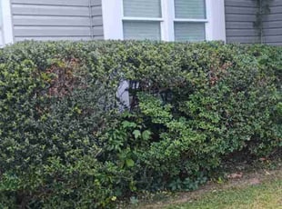 Bush Trimming by Darrell Pratt for Chris b. in Raleigh, NC