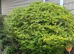Bush Trimming by Roberto Pena for Johnathan W. in Spring, TX