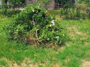 Bush Trimming by Alberto Cortes for Esther C. in Garland, TX
