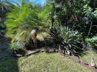 Weeding by James Ramey for Andrew M. in St. Cloud, FL
