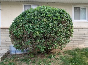 Bush Trimming by Hendri H for Terri D. in Columbus, OH