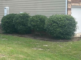Bush Trimming by Travel Tull for Viki N. in Lexington, SC