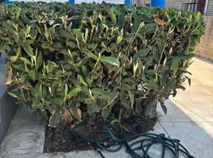 Bush Trimming by Fernando Gomez Rodriguez for Dahlia T. in Los Angeles, CA