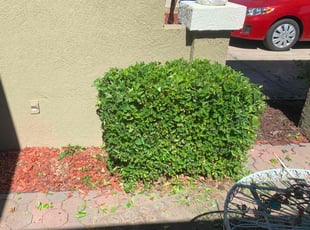Bush Trimming by Jonathan Allen for Kenneth T. in Sacramento, CA