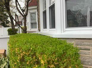 Bush Trimming by Norberto Soto for Keenya T. in Philadelphia, PA