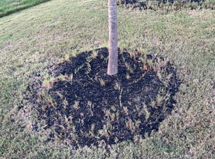 Bush Trimming by Raymond Joseph for Darius M. in Fairburn, GA
