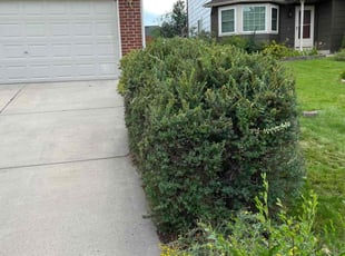 Bush Trimming by David Newton for Philip E. in Colorado Springs, CO