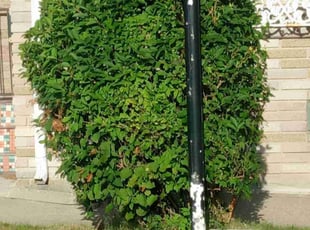 Bush Trimming by Kahlil Barney for Timothy V. in Cheektowaga, NY