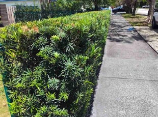 Bush Trimming by Robert Taylor for Bogdan G. in Miami, FL