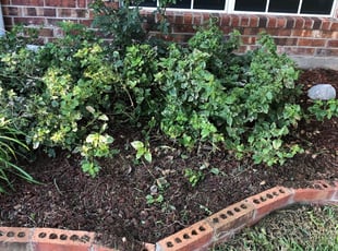 Weeding by Erika Bermudez for Brandon I. in Fort Worth, TX