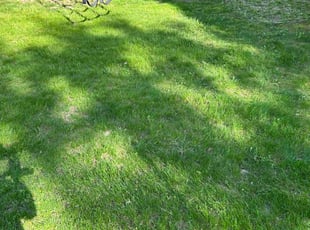 Leaf Removal by Lesley Urban for Kara R. in South Burlington, VT