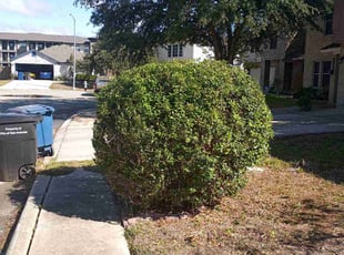Bush Trimming by Gilberto Alvarez for Shane M. in San Antonio, TX