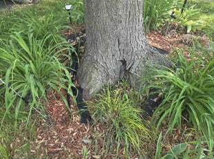 Weeding by Ronnie Anderson for Darrell D. in Hales Corners, WI