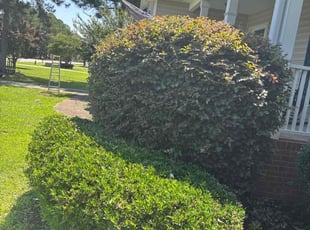 Bush Trimming by Wanda Small for Christopher A. in Lugoff, SC