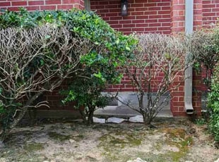 Bush Trimming by Domingo Rosas for Katharine G. in Tomball, TX