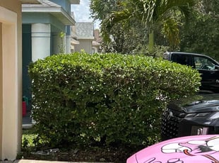 Bush Trimming by Carlton Calloway for Laila W. in Tampa, FL