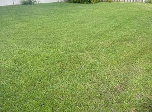 Thelia S.'s Grass Cutting service result