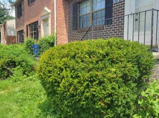 Bush Trimming by Terry Simms for Vince F. in Catonsville, MD